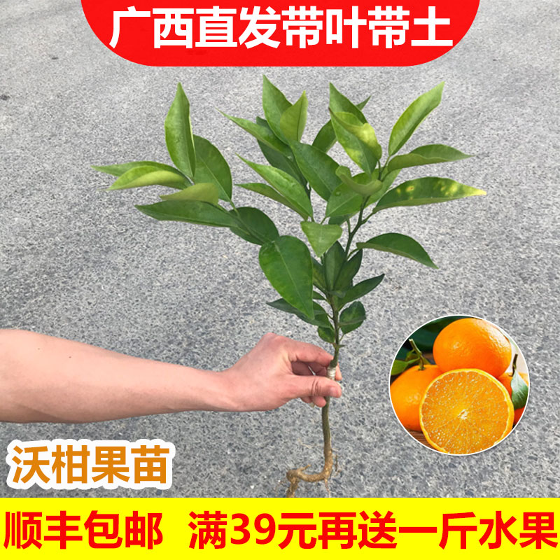 四会砂糖桔橘子无籽嫁接沃柑树苗