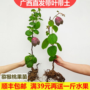 猕猴桃苗新品种红心徐香当年结果南北方种植嫁接软枣猕猴桃果树苗