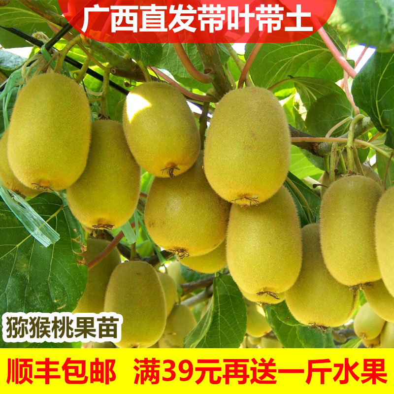 猕猴桃树苗软枣小红心庭院阳台