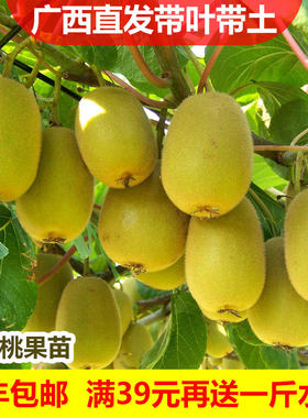 猕猴桃树苗软枣小红心庭院阳台