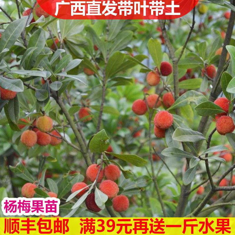 广西杨梅苗树苗嫁接苗东魁早熟杨梅可盆栽地栽阳台种植南方果树苗