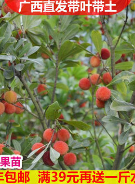 广西杨梅可盆栽阳台种植嫁接苗