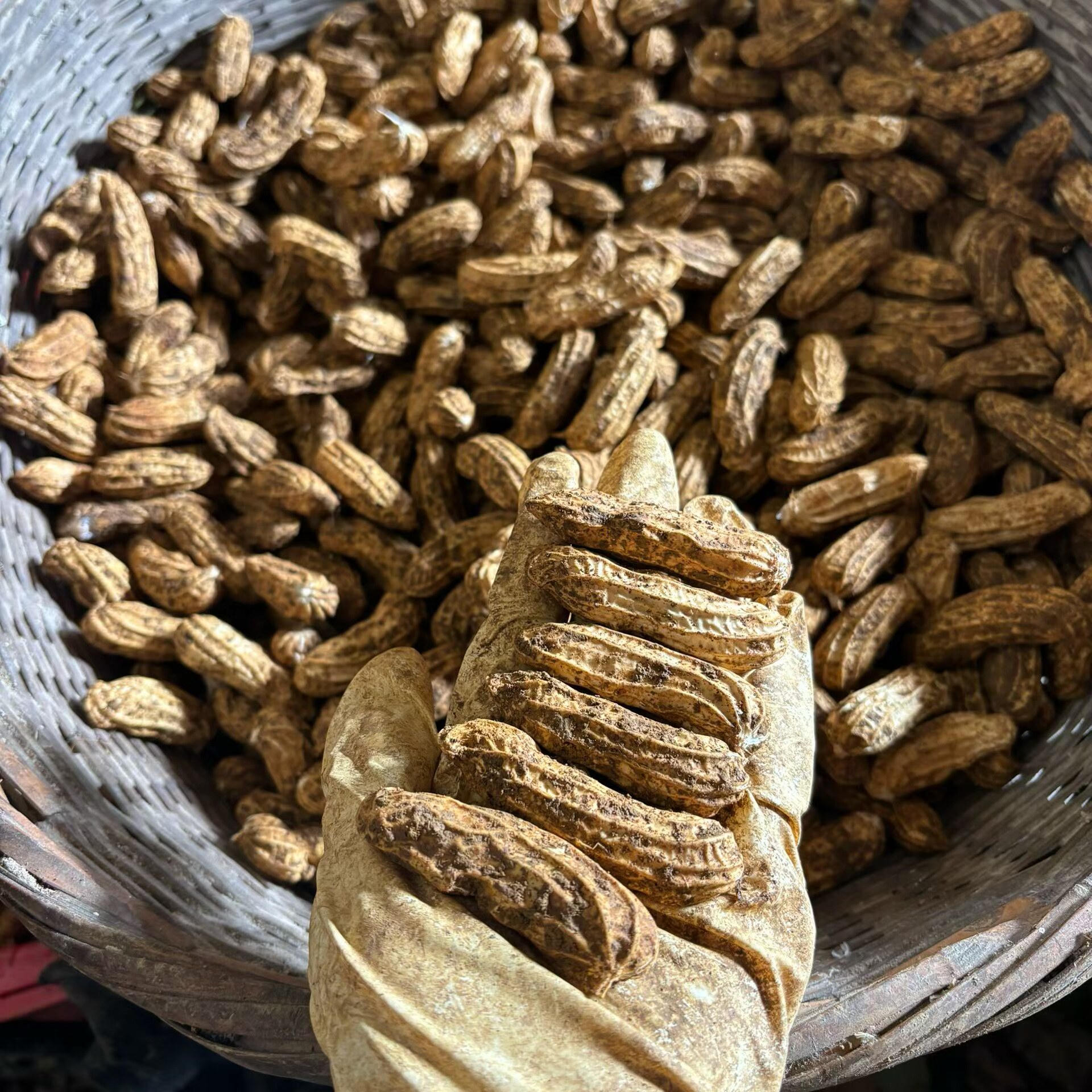 云南七彩花生新鲜带壳特产五彩水果牛奶花生当季新货