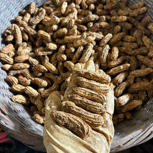 云南七彩花生新鲜带壳特产五彩水果牛奶花生当季新货