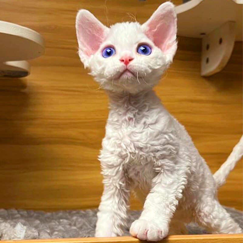 纯种德文卷毛猫蓝眼幼崽白色不掉毛帝王猫高智商粘人奶猫宠物活体