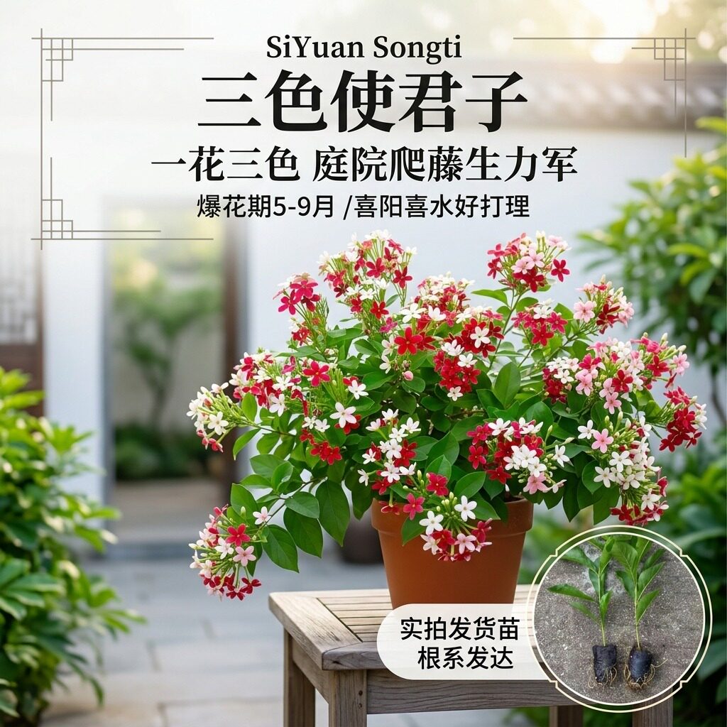 直立使君子盆栽变色五彩植物芳香四季庭院阳台花卉开花不断绿植物