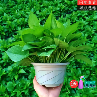 绿萝盆栽室内净化空气长藤垂吊大叶绿箩新房水培花卉绿植