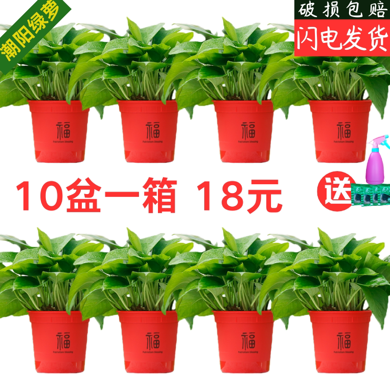 绿萝吸除甲醛盆栽室内植物花卉绿植长藤垂吊大叶净化空气新房好养