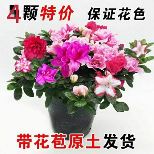 农用盆栽混色耐寒映山红杜鹃花苗