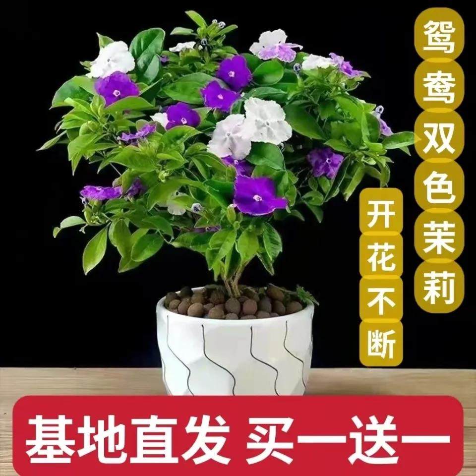 带花苞双色鸳鸯茉莉花盆栽特价花卉浓香型四季绿植阳台好养易活花