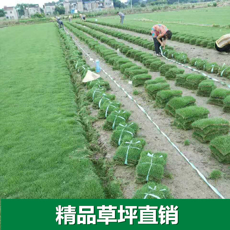 景观园林真草坪草皮植物马尼拉带土带泥草坪庭院绿植