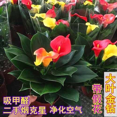 农用盆栽大叶金钻绿公主室内外吸
