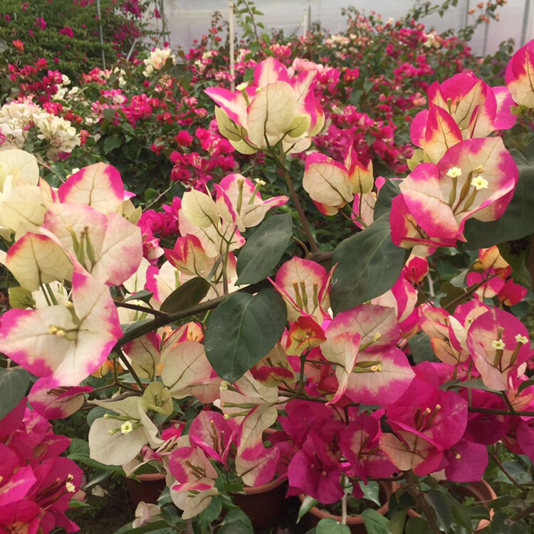 画报三角梅小盆花卉庭院盆栽勤花广州发货可选苗一物一拍