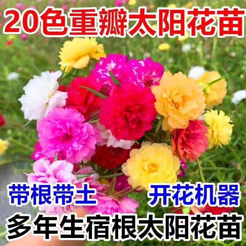 重瓣太阳花苗盆栽苗混色带根带花苞四季开花植物室内室外好养花卉