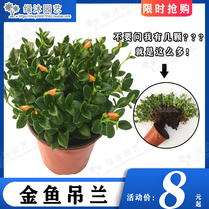 垂吊金鱼吊兰花卉植物盆栽室内客厅阳台吸甲醛防辐射包邮带花发货