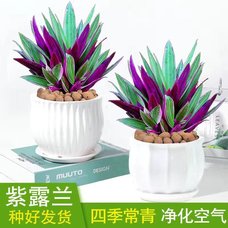 趣味紫露兰盆栽油画吊兰花卉绿植阳台客厅水培四季常青净化空容养