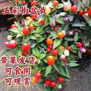 四季 带果食用五彩椒盆栽带花发货室内外庭院阳台趣味草本植物