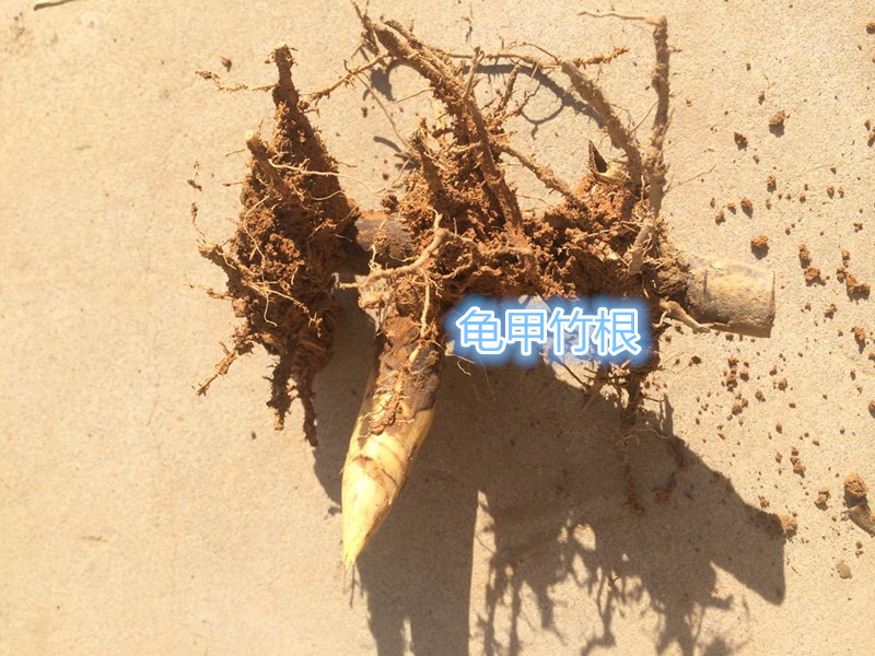 【竹子苗竹根芽竹鞭】青竹根、紫竹苗根、慈孝竹苗根、根庭院盆栽
