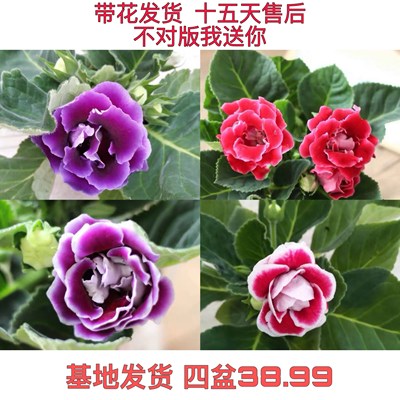 重瓣大岩桐盆栽花苗富贵芙蓉花卉观花植物【带花发货】四季开花