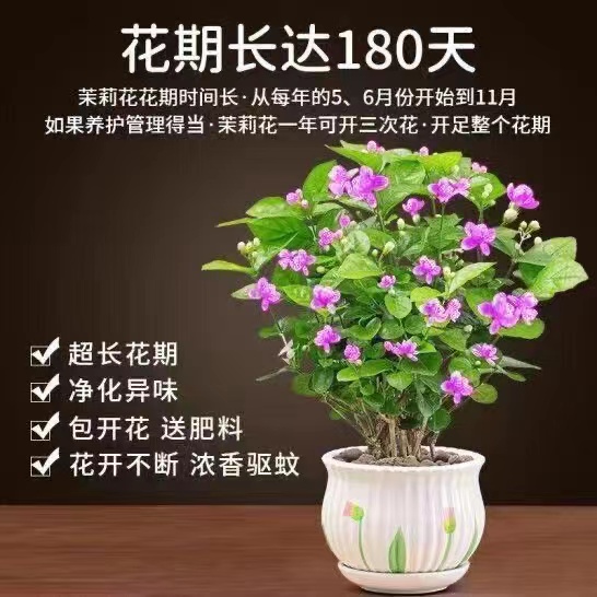 重瓣驱蚊虫双色茉莉花苗木本花卉室内外盆栽香味浓郁花卉浓香植物