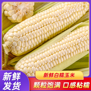 新鲜白糯玉米粘糯冰糖牛奶嫩玉米鲜香非即食当季现摘苞谷棒子整箱