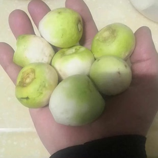 新鲜小嫩恰玛古上市新疆柯坪县芜菁蔓菁腌制河南新鲜小蔓菁包邮