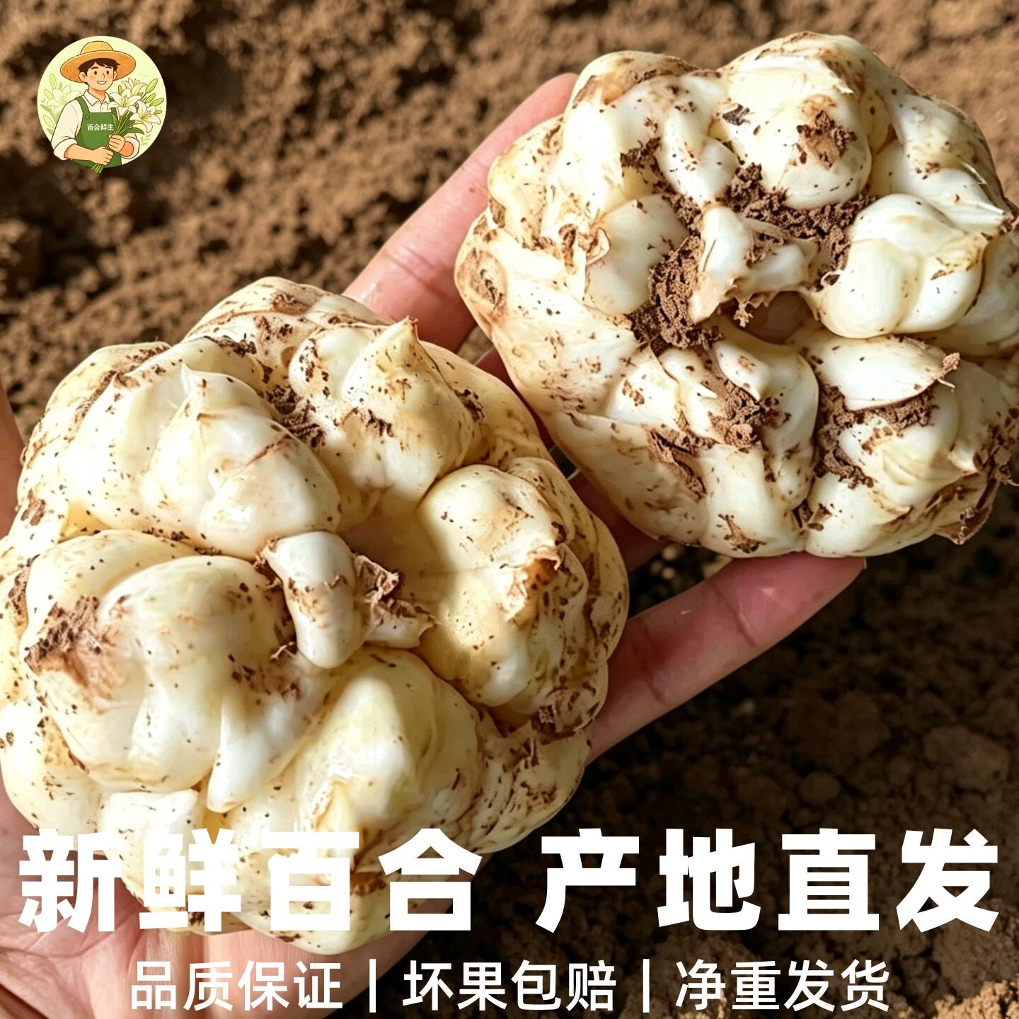恩施富硒新鲜卷丹百合2026新现挖