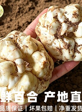 恩施富硒新鲜卷丹百合2026新现挖