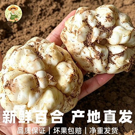 新鲜百合食用卷丹2026恩施土特产微苦当季现挖生鲜无硫非龙山宜兴
