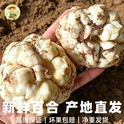 恩施富硒新鲜卷丹百合2026新现挖