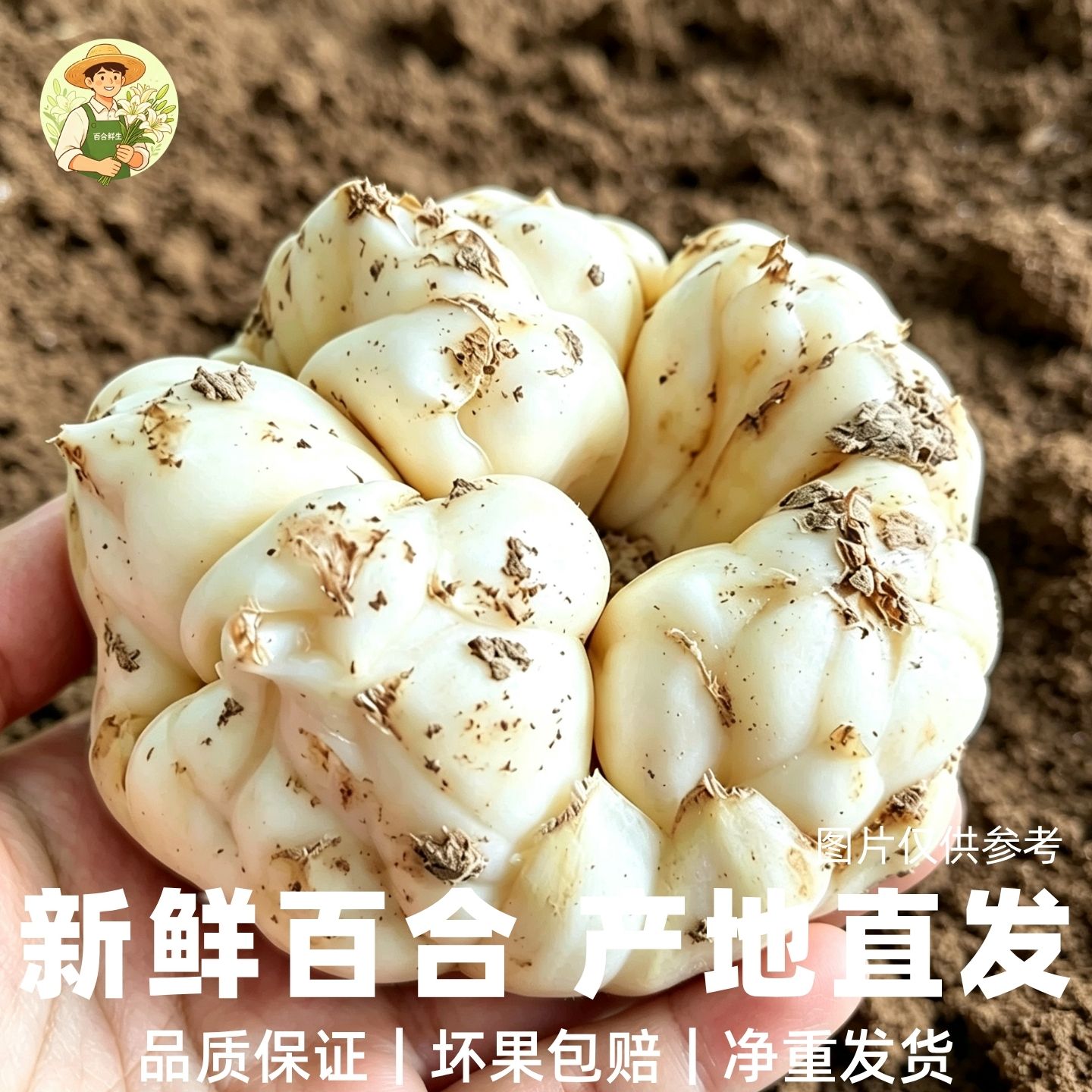 恩施当季现挖无硫卷丹百合土特产