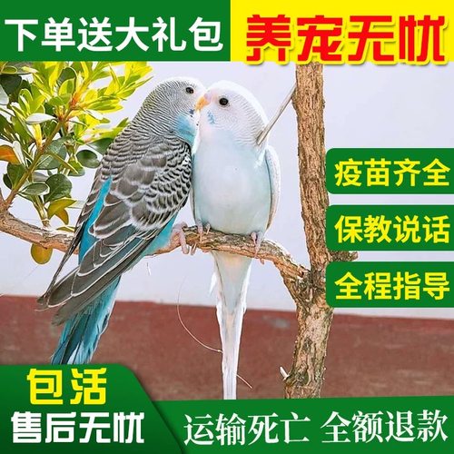 虎皮鹦鹉活鸟幼鸟手养繁殖鸟玄凤