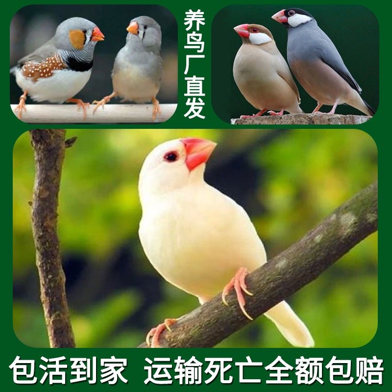 珍珠活鸟活物文鸟手养鸟宠物鸟
