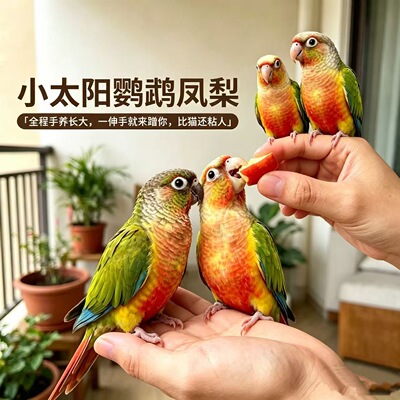 小太阳鹦鹉活体手养宠物黄边肉桂凤梨鹦鹉会说话小鸟小鸟活物鸟类
