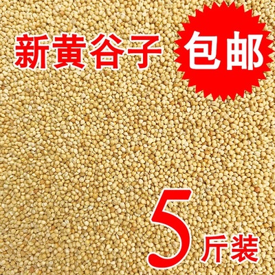 黄谷子鹦鹉鸟粮饲料带壳小米