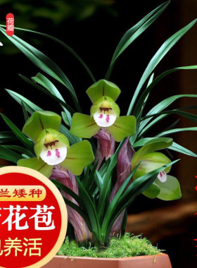 兰花苗浓香型室内带花苞发货各种名贵春兰系列矮种精品荷瓣大团圆