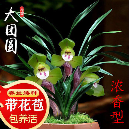 兰花苗浓香型室内带花苞发货各种名贵春兰系列矮种精品荷瓣大团圆