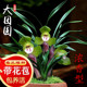 兰花苗浓香型室内带花苞发货各种名贵春兰系列矮种精品荷瓣大团圆