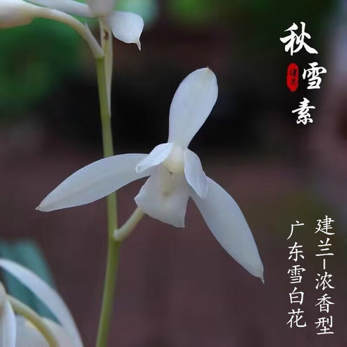 秋雪建兰浓香型室内夏带花苞盆栽