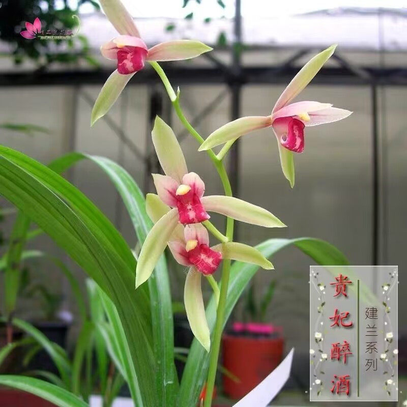 贵妃醉酒建兰兰花苗带花苞浓香型