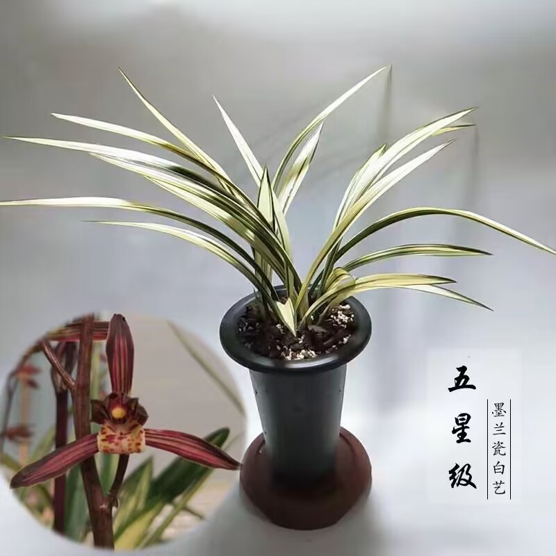 墨兰五星级浓香型带花苞发货红花各种十大名贵金边线瓷白中透艺草