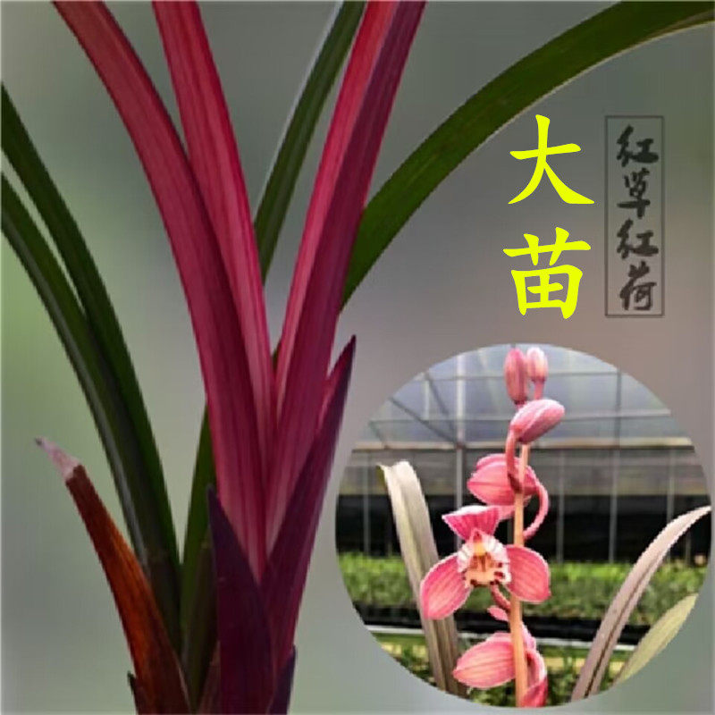 建兰浓香型带花苞发货室内各种网红芽艺草名贵兰花苗盆栽大红荷瓣