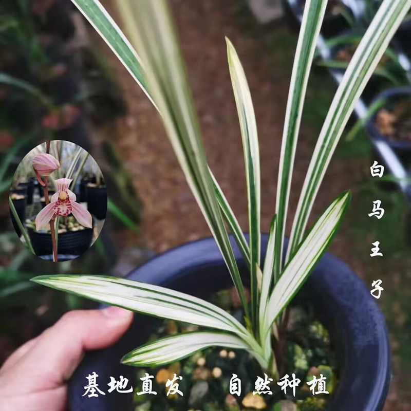 建兰白马王子浓香型夏秋带花苞发货红花各种十大名贵瓷白中透艺草