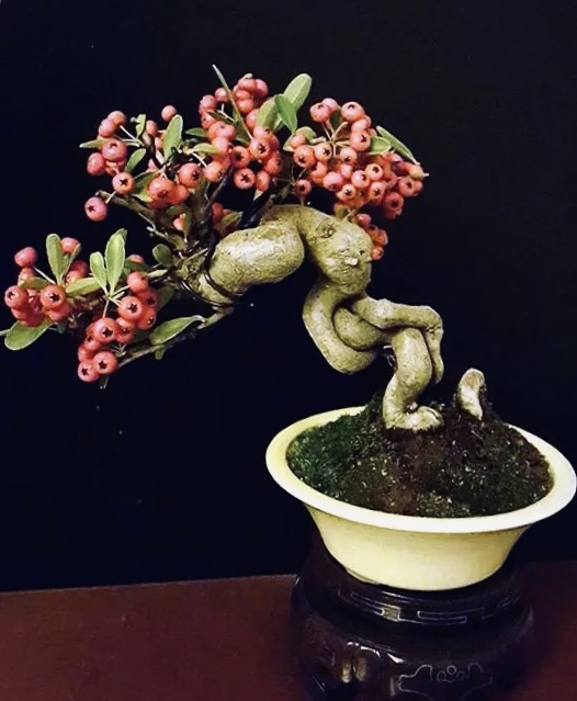 水杨梅绿植盆景盆栽各类品种本店精品一物一图所拍即
