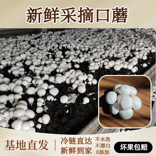 【顺丰包邮 带泥发黄】江苏淮安新鲜口蘑白蘑菇双胞菇烤口蘑