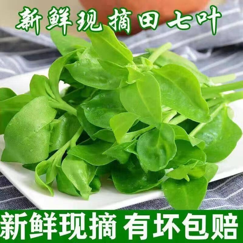 选伦淮味新鲜田七叶现摘现发