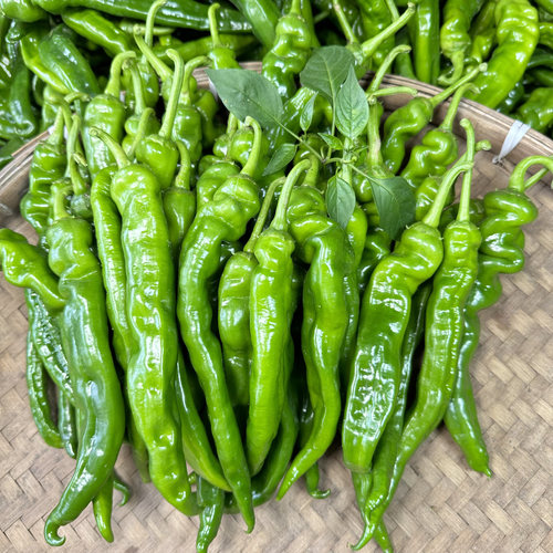 特辣辣椒薄皮辣椒现摘发货