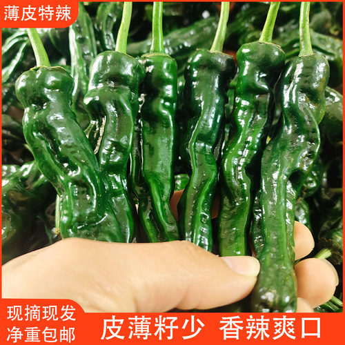 特辣辣椒新鲜蔬菜薄皮青椒超辣小皱皮炒辣子鸡农家自种现摘现发
