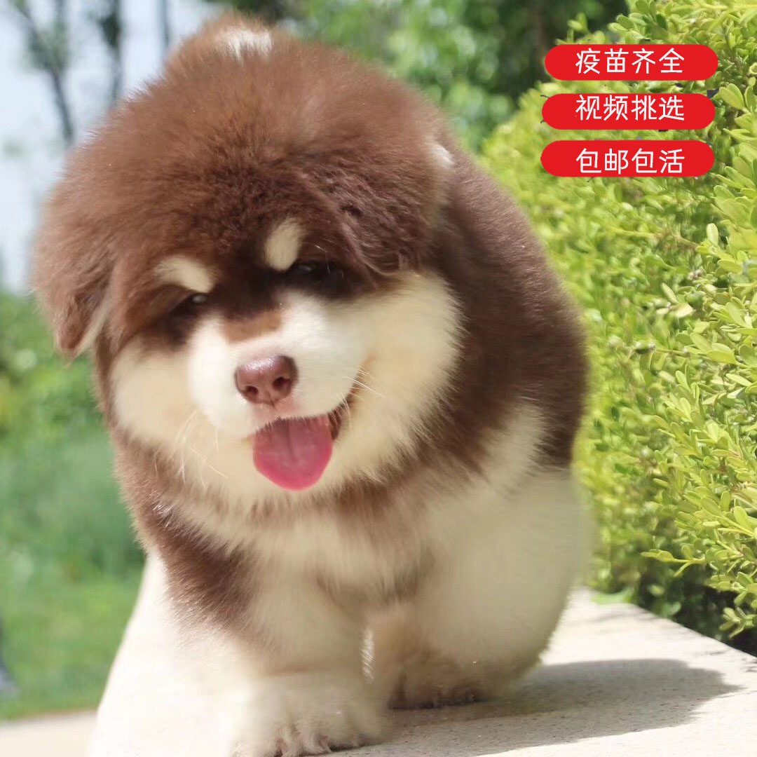 赛级阿拉斯加幼犬纯种宠物狗雪橇狗狗