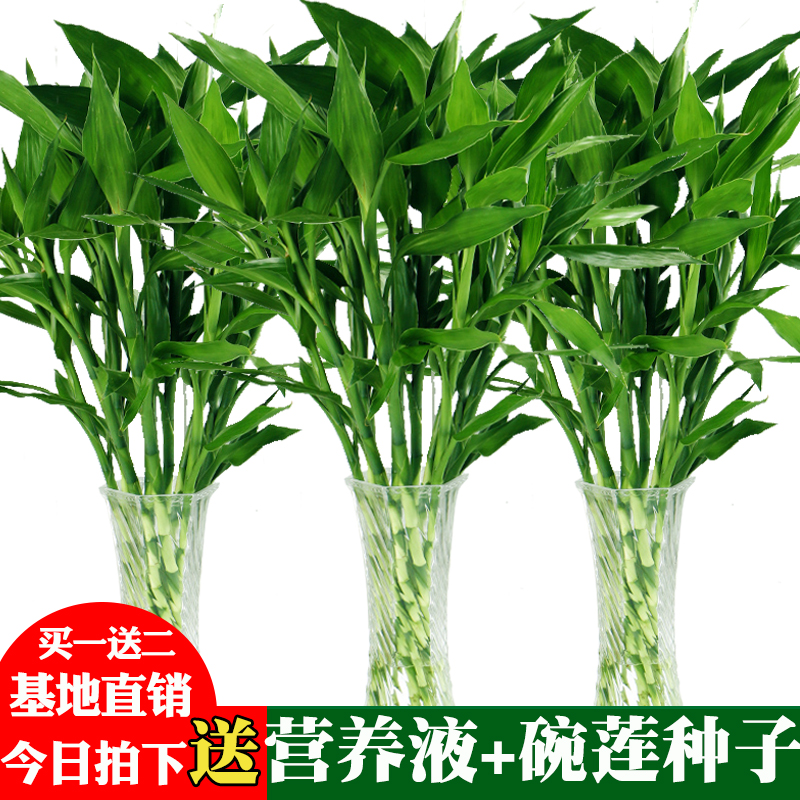 富贵竹水培植物转运开运竹花卉绿植盆栽绿萝室内花客厅水养节节高